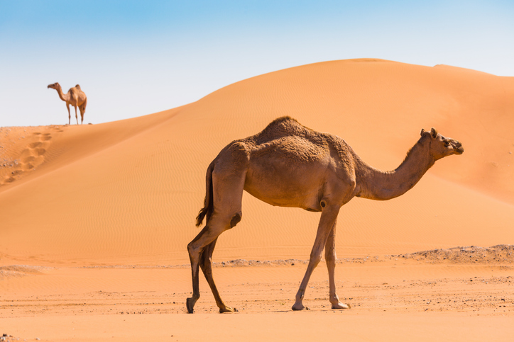 ▶ 스페셜 : 두바이 6일신비롭고 환상적인 사막에서의 숙박, 사막호텔 2박 포함_5